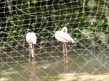 Imagen Parque Real de Aves Exóticas